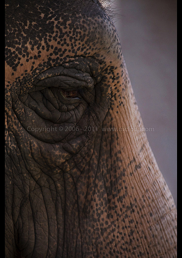 elefante.jpg
