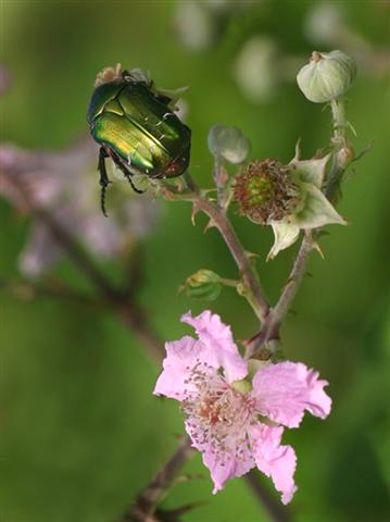 Ennio (Small).jpg