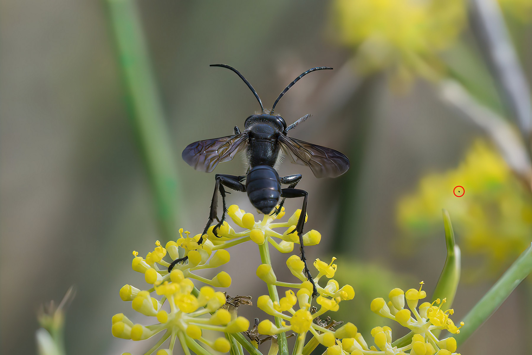 eresis-SharpenAI-Motion-very_compressed-scale-4_00x-gigapixel.1800.jpg