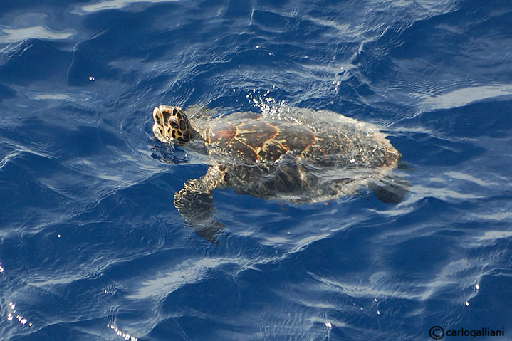 eretmochelys embricata09.jpg