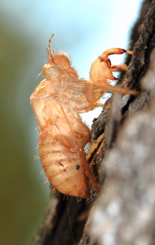 esoscheletro-di-cicala.jpg