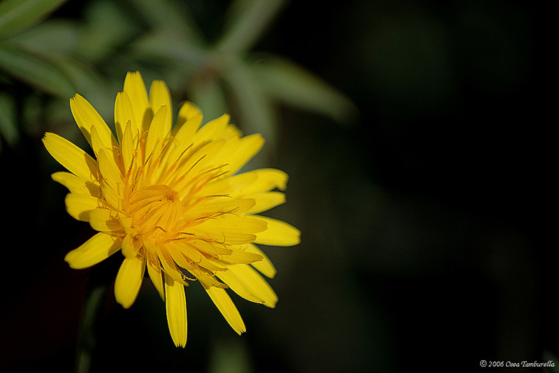 Esperimento di macrofotografia.jpg