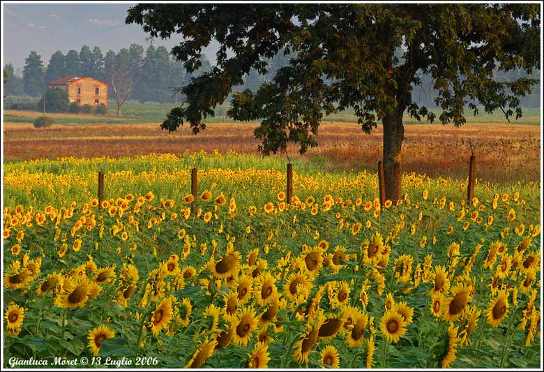 ESTATE-1-Mattina-presto.jpg