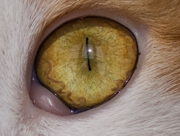 eye2cippo 50d .jpg