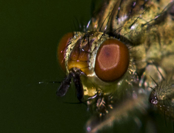 f16nikkor 200 micro_31.jpg