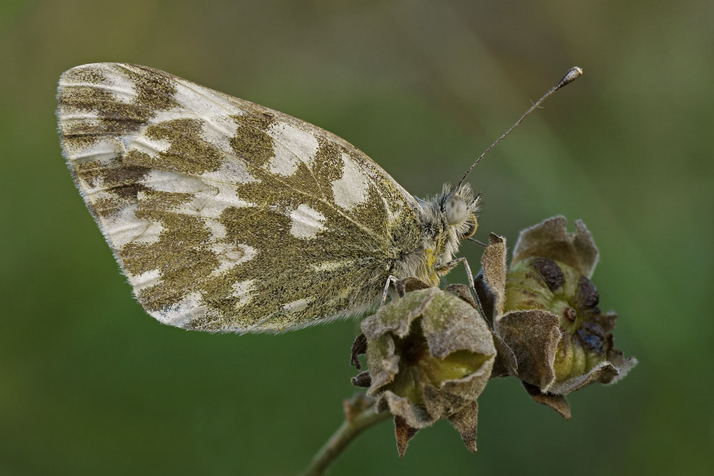 F anthocaris cardamines2438.jpg