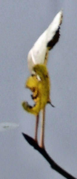 faccina.jpg