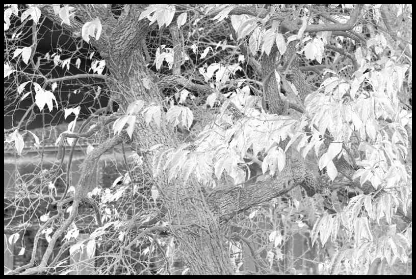 Fagarè 2 la vendetta infrared.jpg
