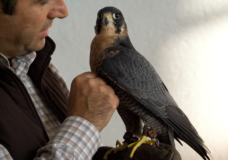 falco-pellegrino-il-suo-momento.jpg