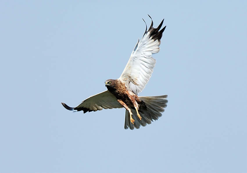 falco10.jpg
