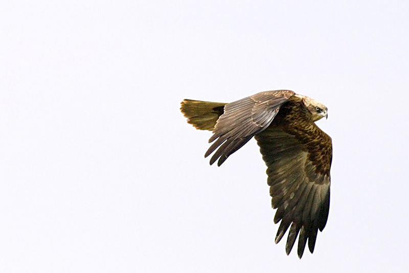 falco_800.jpg