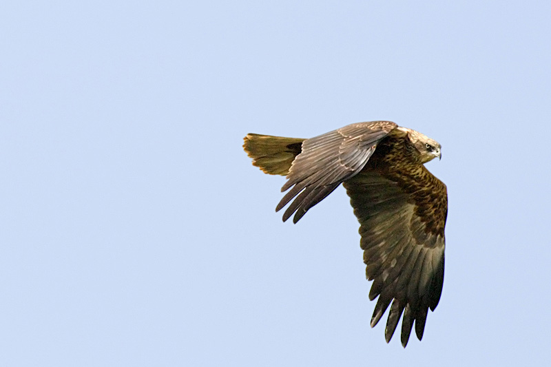 falco_800_153_.jpg