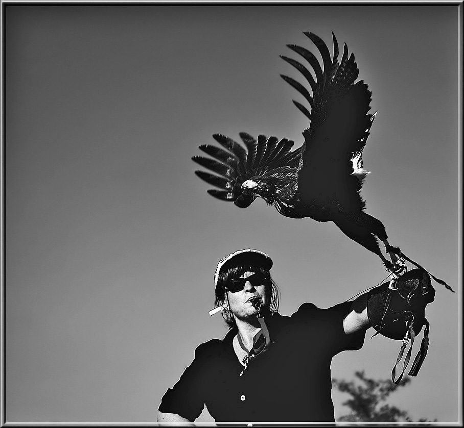 falconiere.jpg