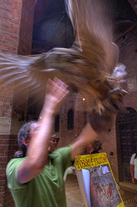 falconiere.jpg