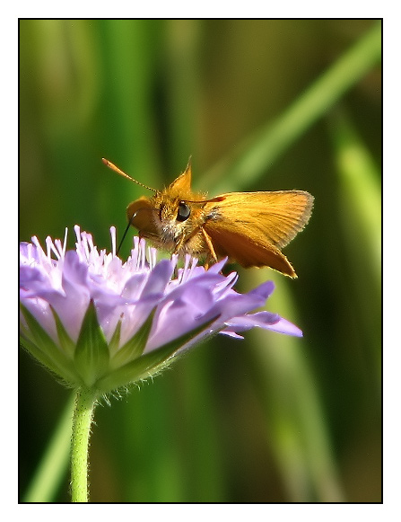 Farfalla-arancio-01.jpg
