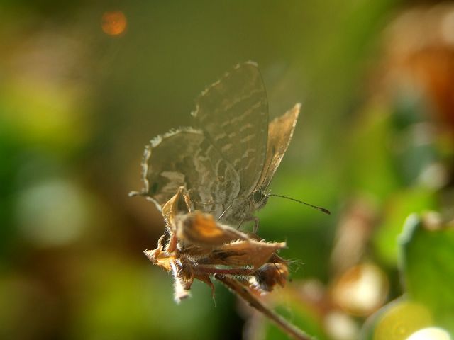 farfalla-condensata.jpg