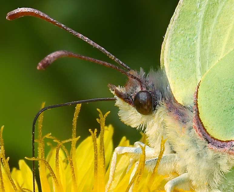 farfalla-crop.jpg