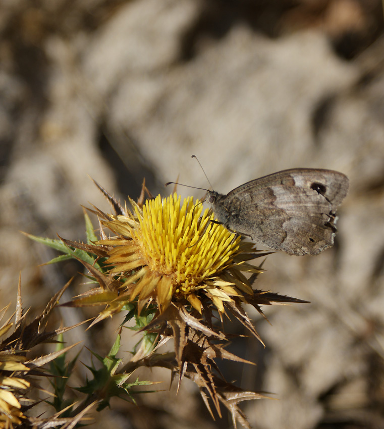 Farfalla-G1.jpg