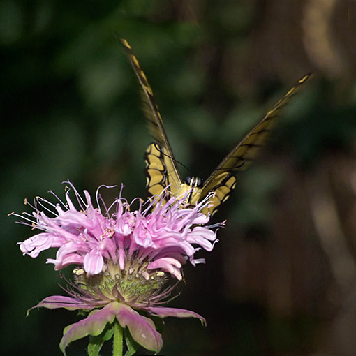 farfalla-in-atterraggio_185.jpg