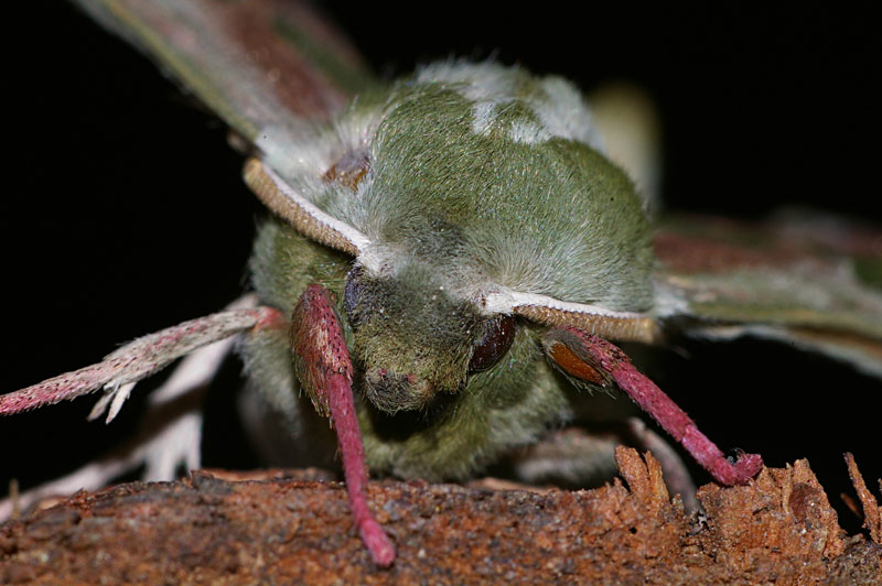 farfalla-notturna1.jpg