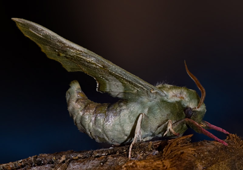 farfalla-notturna3.jpg