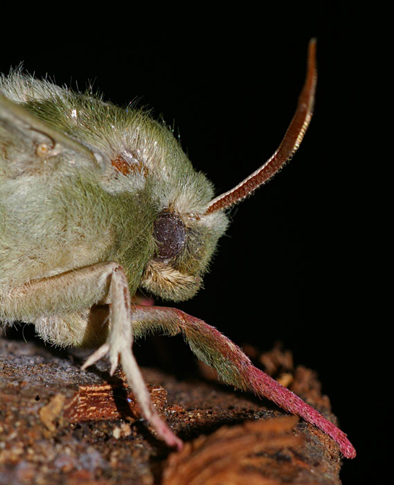farfalla-notturna5.jpg
