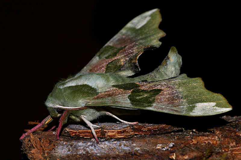 farfalla-notturna6.jpg