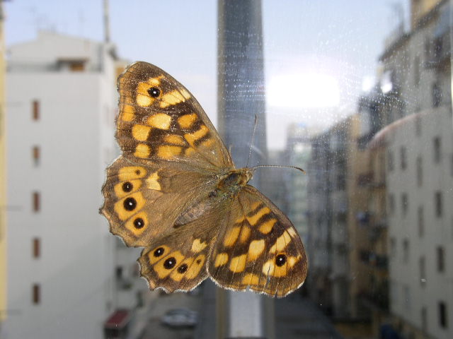 farfalla.jpg