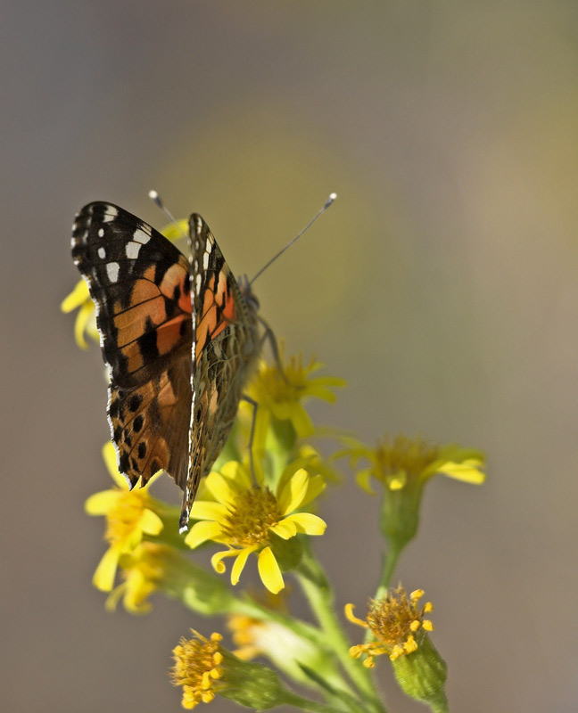 Farfalla002.jpg