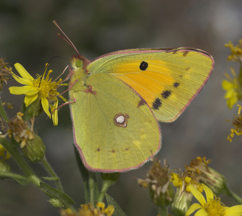 Farfalla004.jpg
