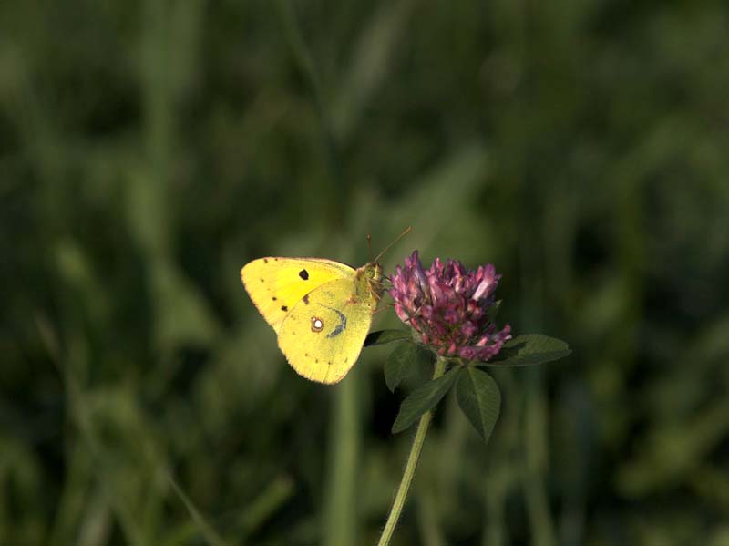 farfalla2_832.jpg