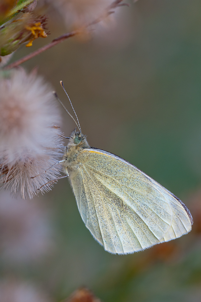farfalla3.jpg