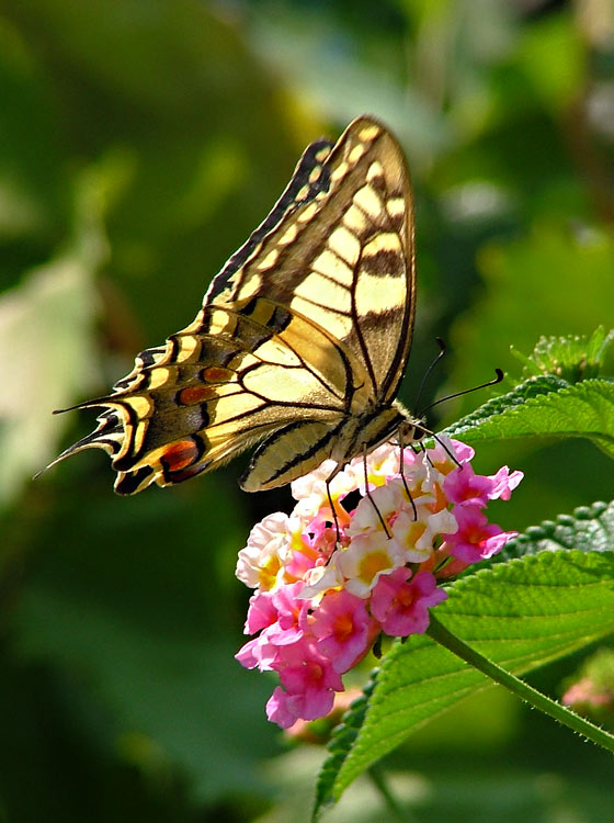 farfalla3.jpg