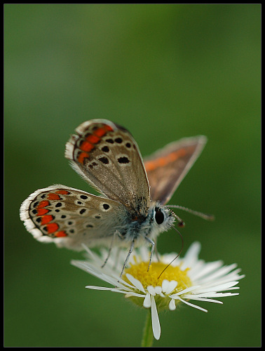 farfalla4-3.jpg