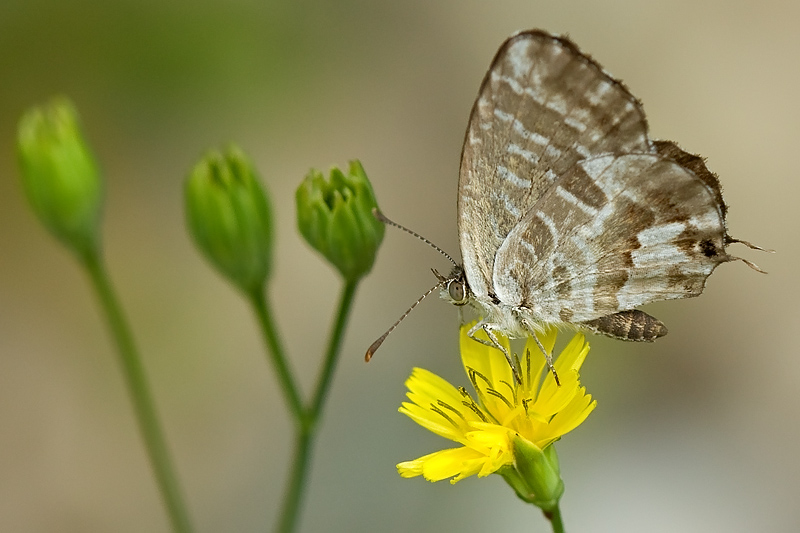 farfalla 110.jpg