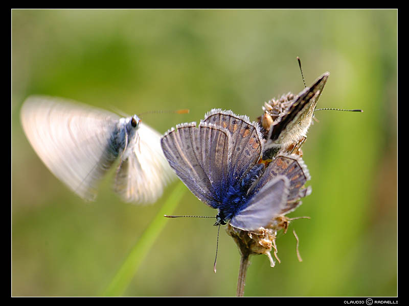 farfalla 6.jpg