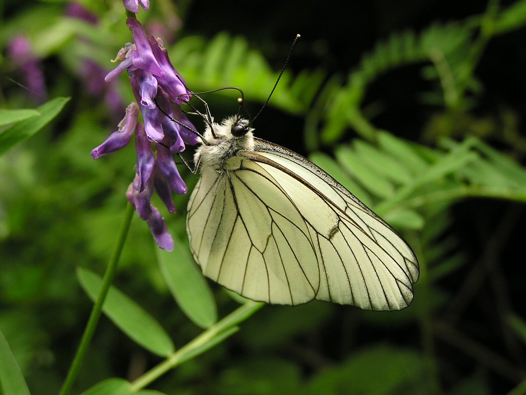Farfalla.jpg