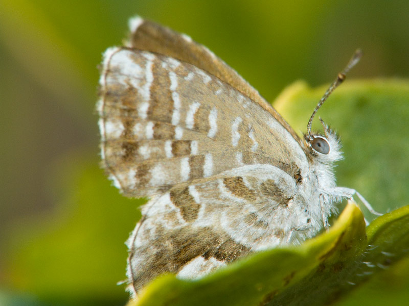 Farfalla f8.jpg