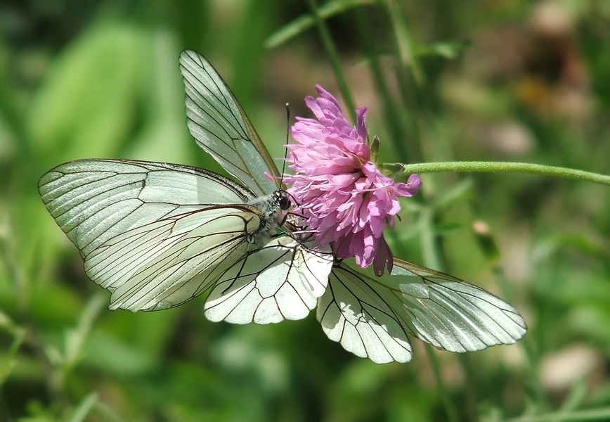 Farfalle s5500_800.jpg