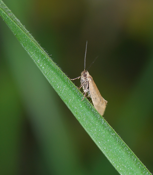farfallina2.jpg