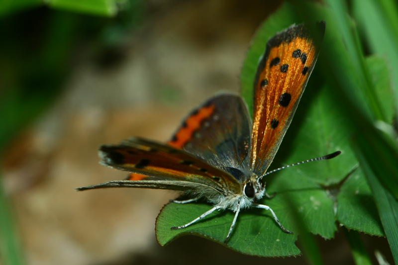 farfallina.jpg