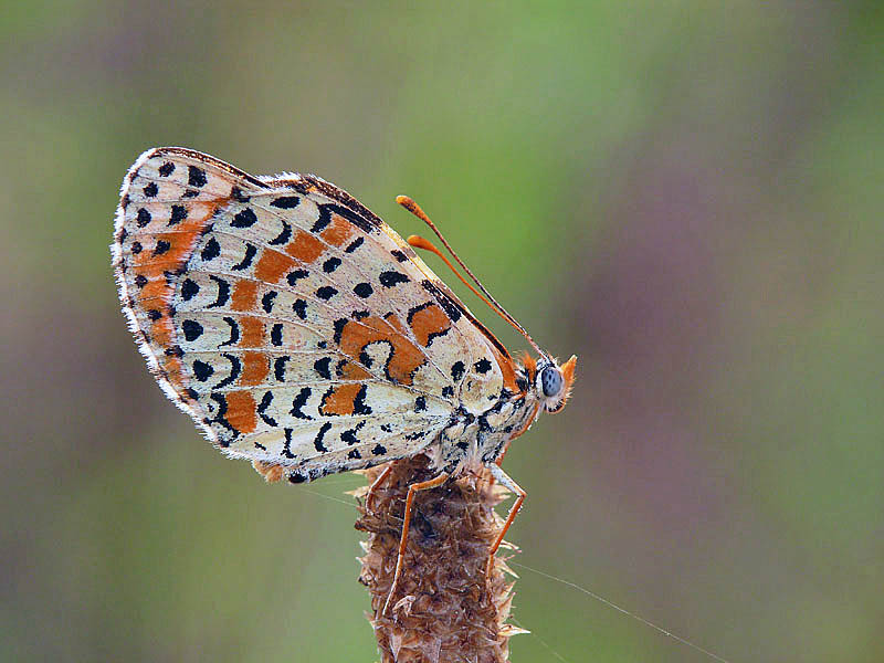 farfallina.jpg