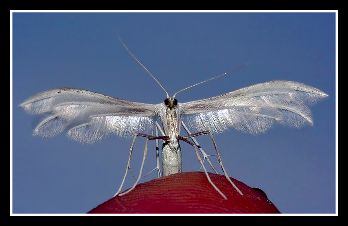 farfallina.jpg