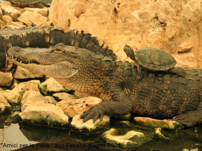 fasano  -ZOO- giugno 2004__.jpg