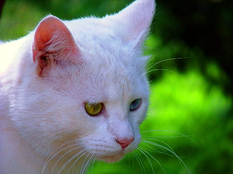 felino2.jpg