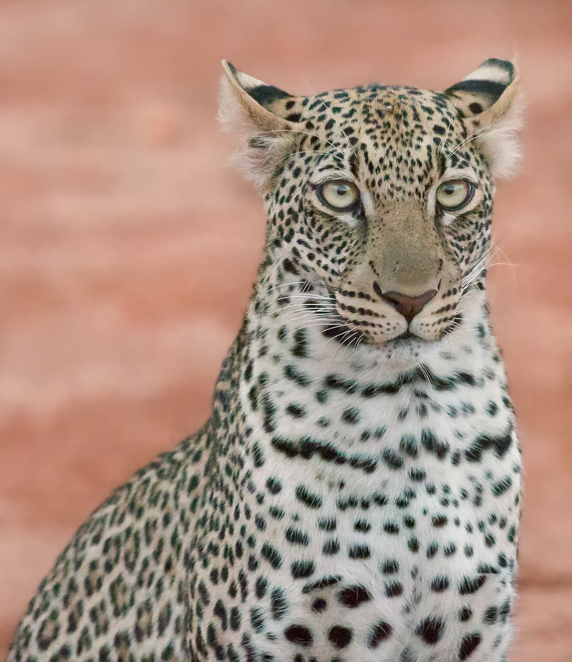 felino.jpg