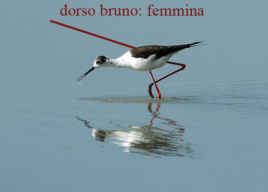 femmina.jpg