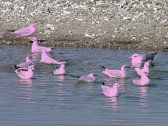 fenicotteri-rosa.jpg