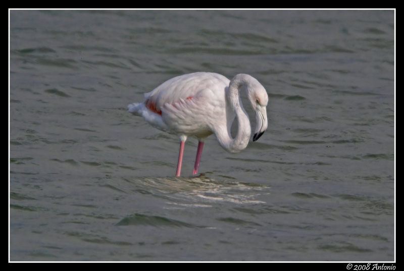 Fenicotteri2000.jpg