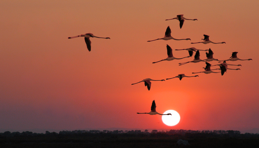 Fenicotteri al tramonto.jpg